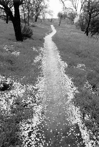 Almond Petals in Black and White