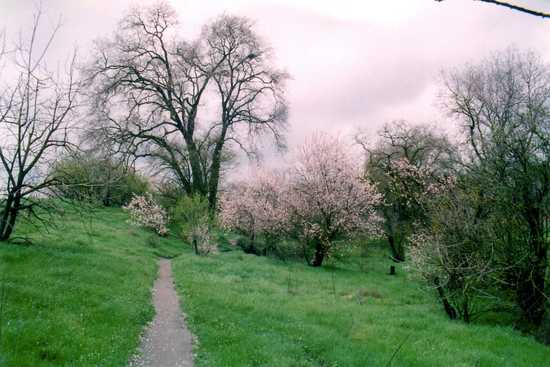 Almonds in Bloom