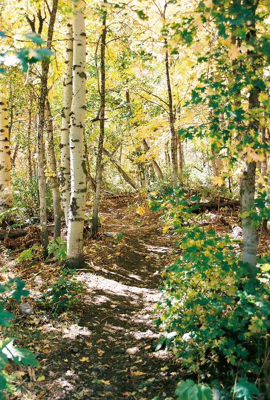 Aspen Trail