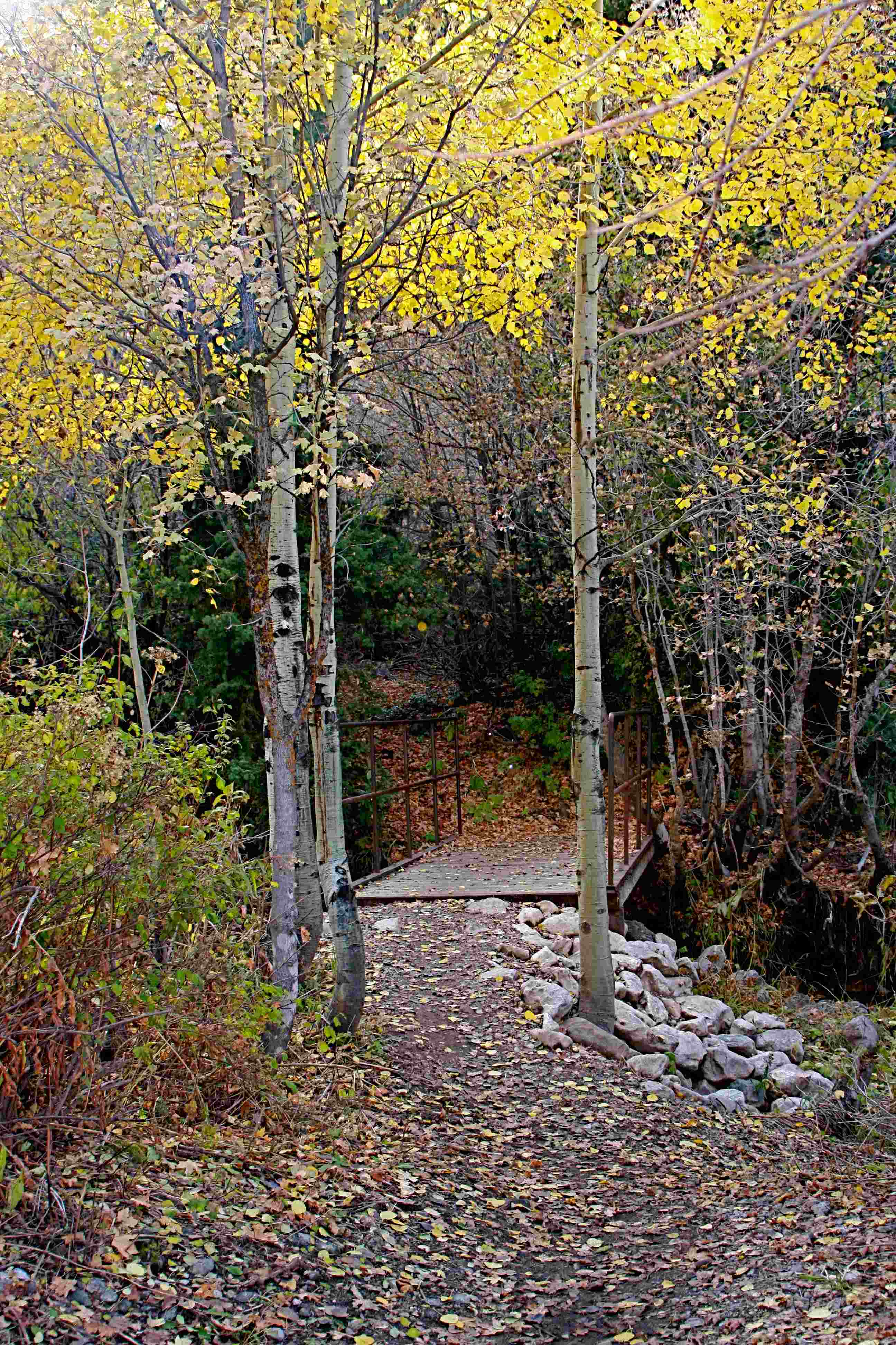 Autumn Bridge Through Trees