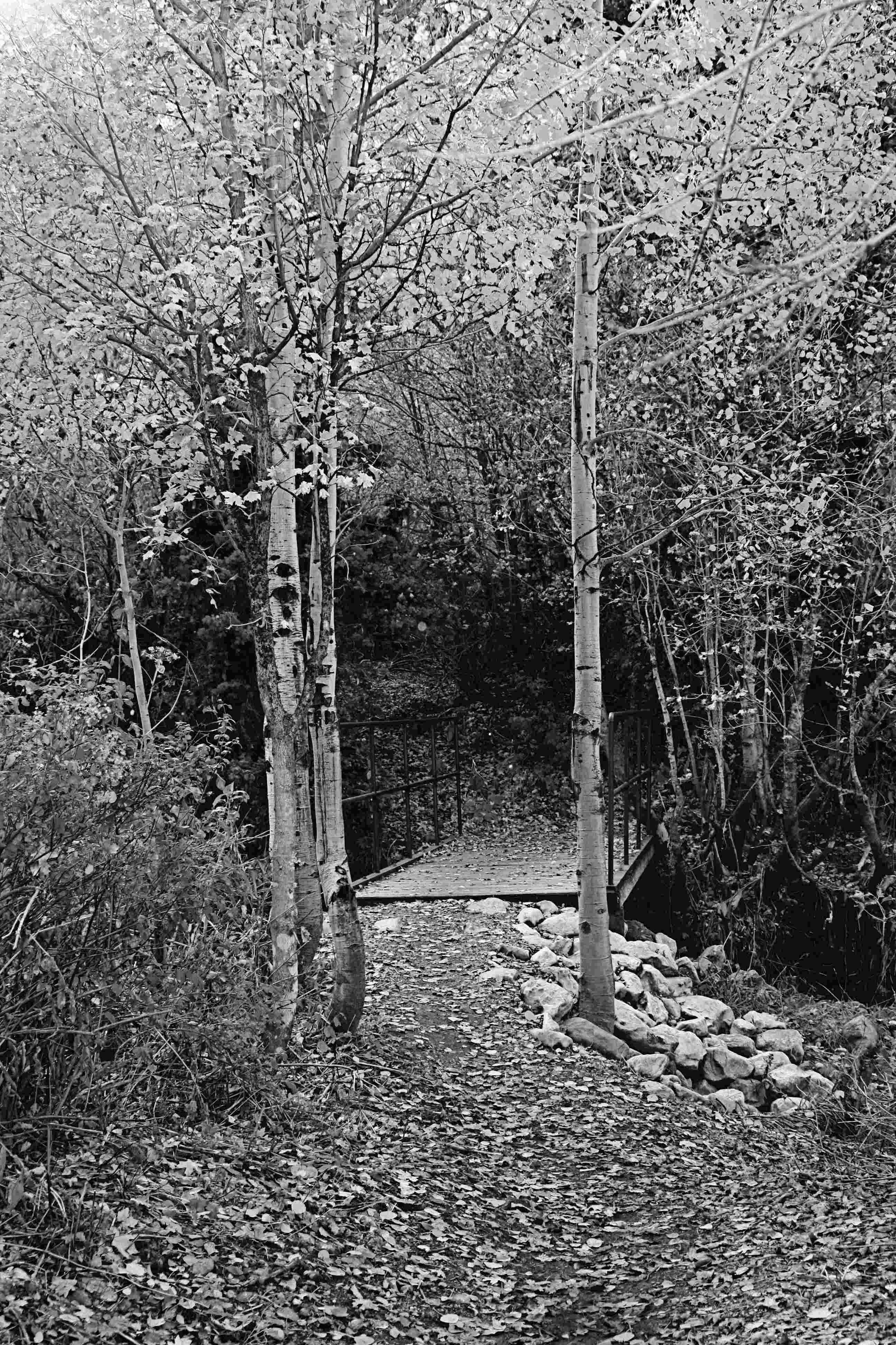 Autumn Bridge Through Trees Black and White