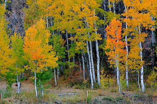 Autumn Colors with Orange Leaves