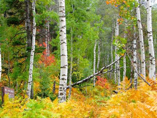 Autumn Colors with Yellow Leaves