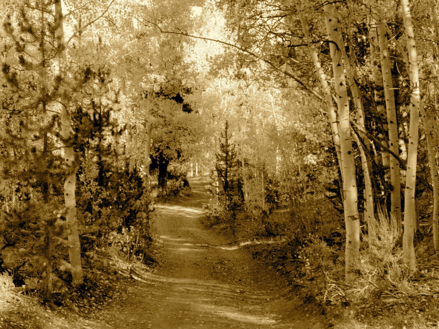 Same Autumn Road in Sepia