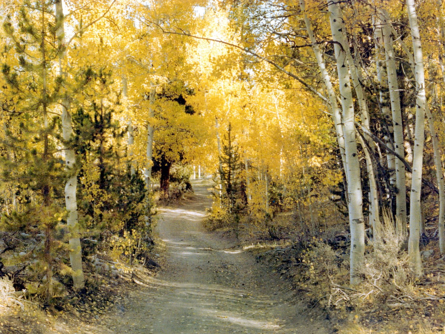 Autumn Road with Yellow Leaves