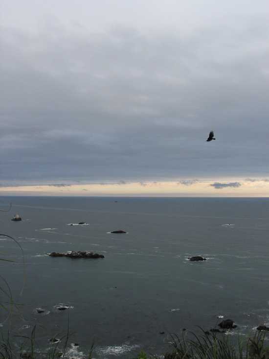 Birds At Patricks Point