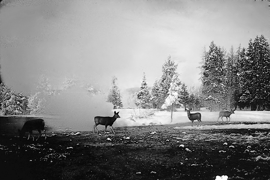 Deer At Yellowstone Black and White