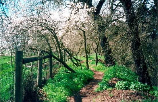 Fence Line Trail