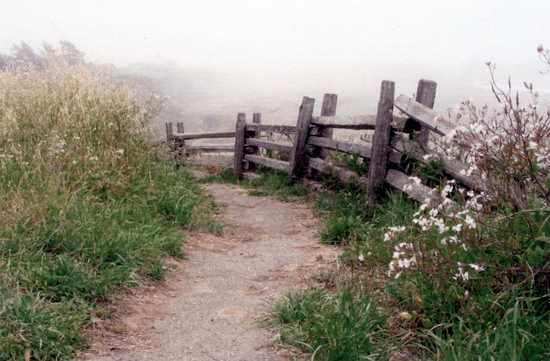 Fence Along Misty Trail