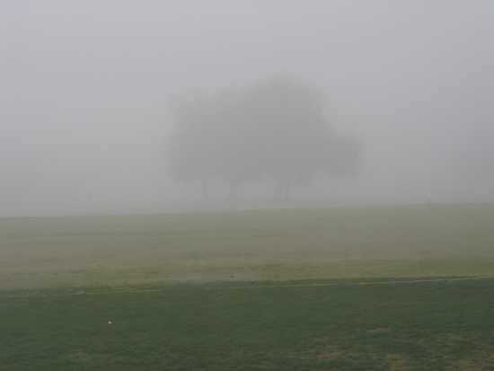 Misty Tree