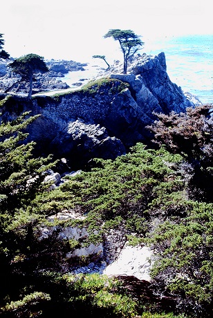 Monterey Cypress Tree