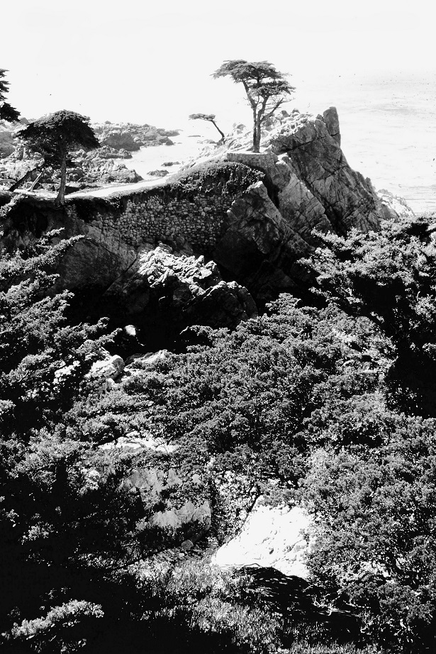 Monterey Cypress Tree Black and White