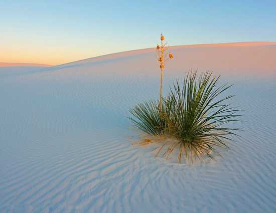 Morning at the Sand Dunes
