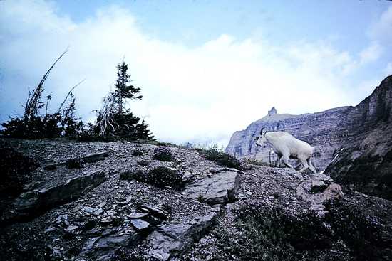 Mountain Goat Glacier Park