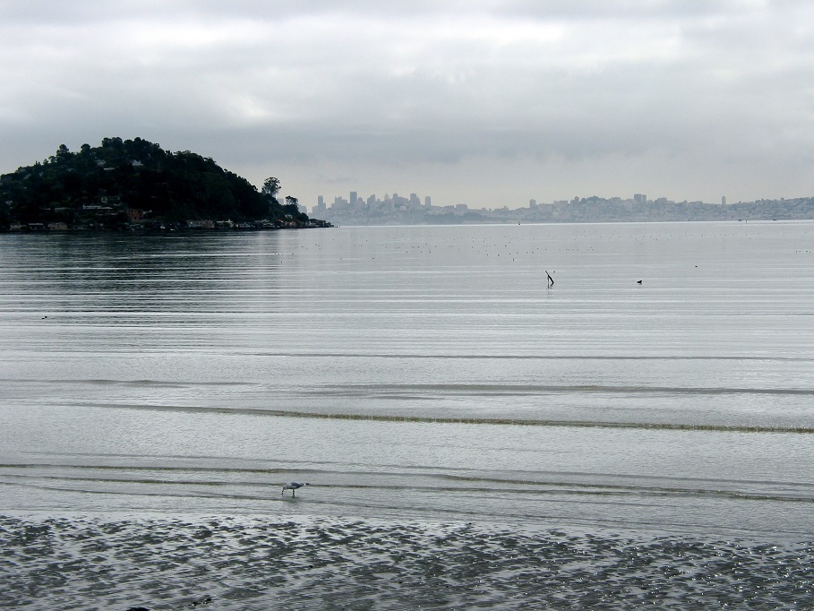 San Francisco From Tiburon