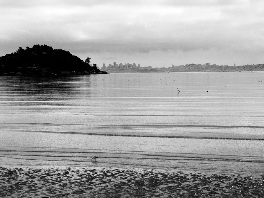 San Francisco From Tiburon Black and White
