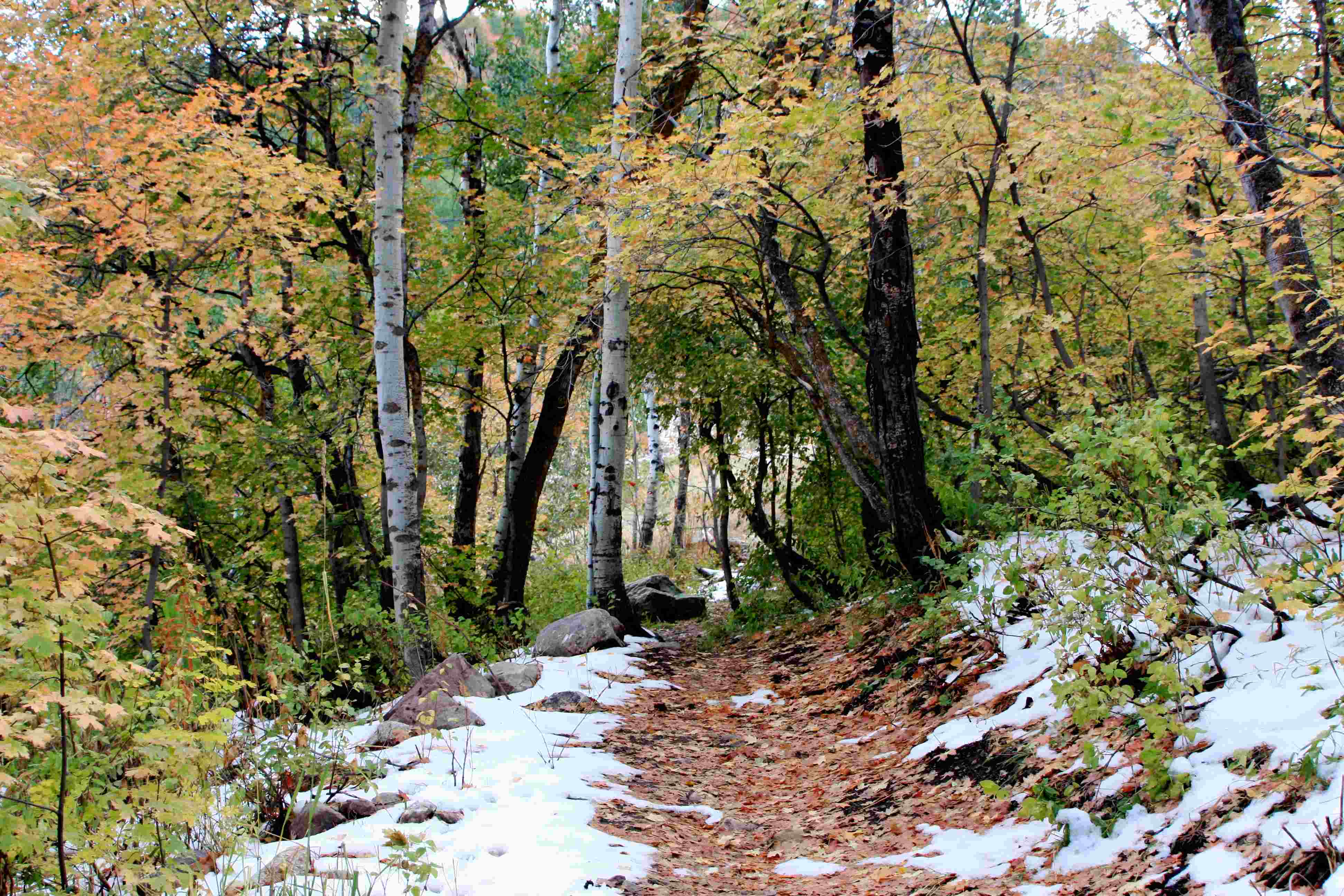 Snowy Wintertime Path