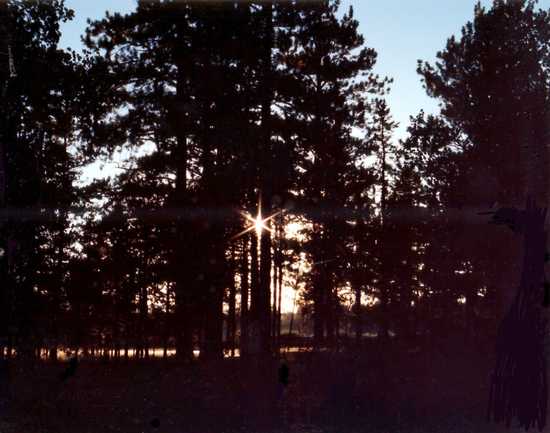 Sunburst Through Trees