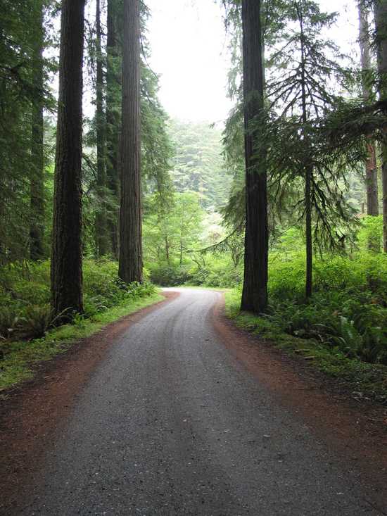 California Redwood Trail