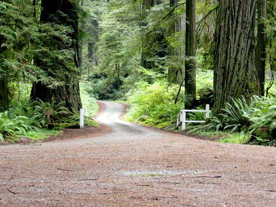 Trail At Lady Bird Johnson Grove