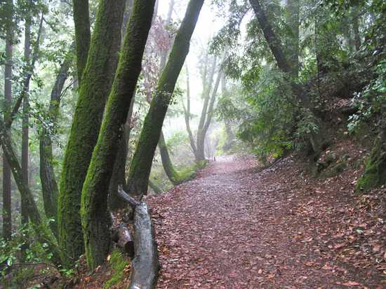 Trail in Marin CA