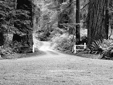 Trail at Lady Bird Johnson Grove Black and White