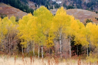 Whisper of Autumn in the Trees